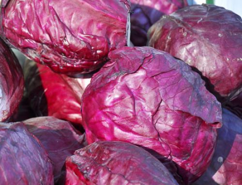 Brassica oleracea Rotkohl