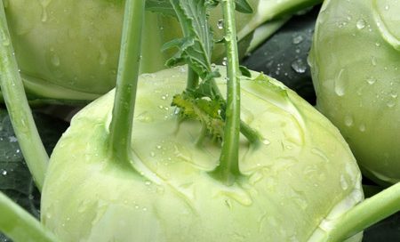 Brassica oleraceae Kohlrabi Beitragsbild