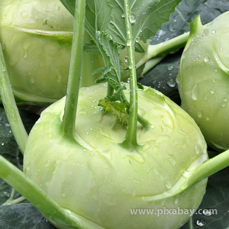 Brassica oleraceae Kohlrabi Beitragsbild