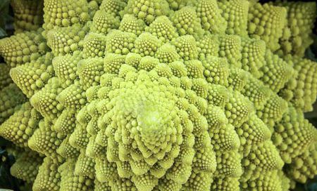 Brassica oleraceae Romanesco Beitragsbild