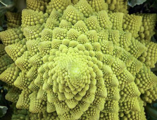 Brassica oleracea Romanesco