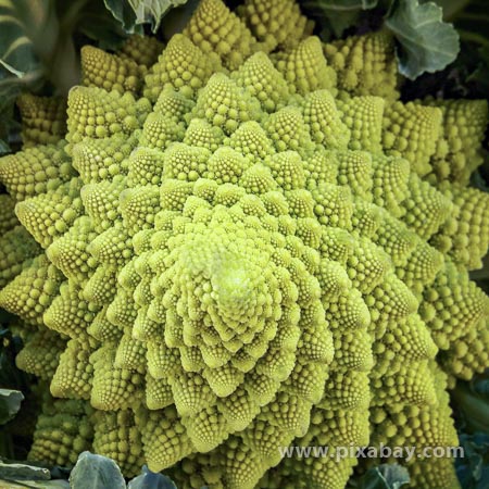 Brassica oleraceae Romanesco Beitragsbild