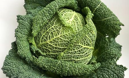 Brassica oleraceae Wirsing Beitragsbild