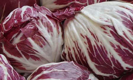 Cichorium intybus Radicchio Beitragsbild