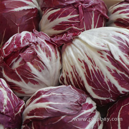 Cichorium intybus Radicchio Beitragsbild