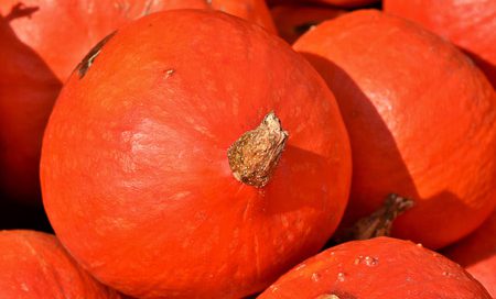 Cucurbita pepo Kürbis Hokkaido Beitragbilder