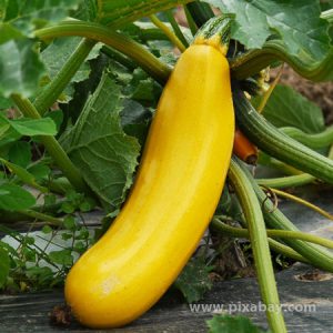 Cucurbita pepo Zucchini gelb Beitragsbild