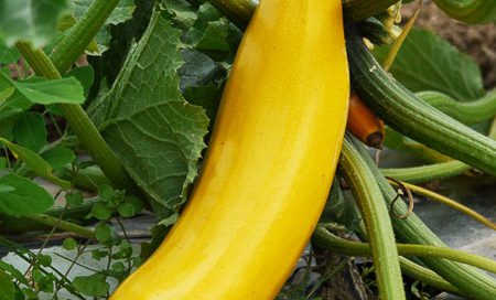 Cucurbita pepo Zucchini gelb Beitragsbild