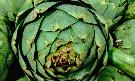 Cynara scolymus Artischocke Beitragsbild