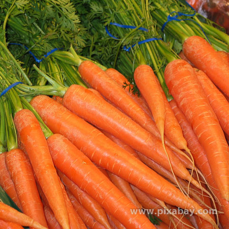 Daucus carota Karotte Beitragsbild