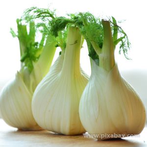 Foeniculum vulgare Knollenfenchel Beitragsbilder