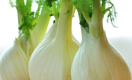 Foeniculum vulgare Knollenfenchel Beitragsbilder