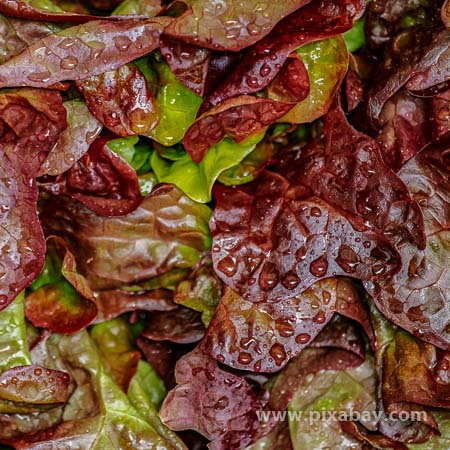 Lactuca sativa Eichblatt Beitragsbild