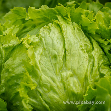 Lactuca sativa Eissalat Beitragsbild