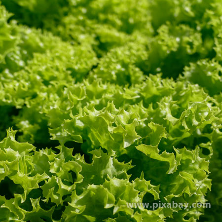 Lactuca sativa Lollo-Bionda Beitragsbild