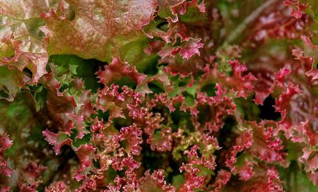 Lactuca sativa Lollo-Rosso Beitragsbild