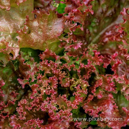 Lactuca sativa Lollo-Rosso Beitragsbild