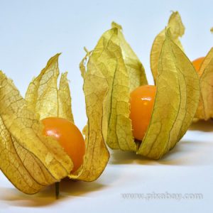 Physalis peruviana Andenbeere Beitragsbild