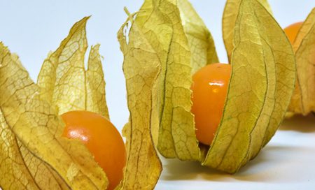 Physalis peruviana Andenbeere Beitragsbild