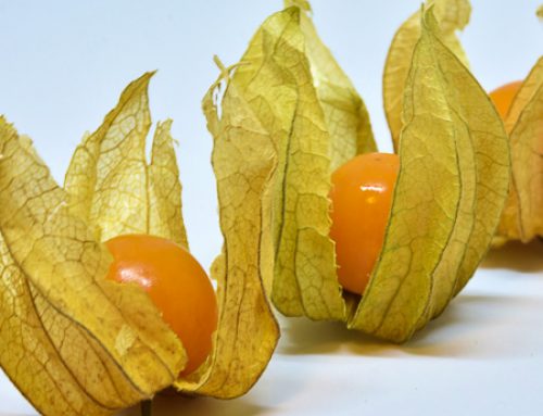 Physalis peruviana Andenbeere