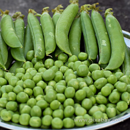 Pisum sativum Zuckererbse Beitragsbild