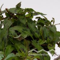 Persicaria odorata Greenbar Vietnamesischer Koriander (Beitragsbild)