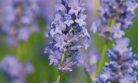 Lavandula angustifolia blau Lavendel blau