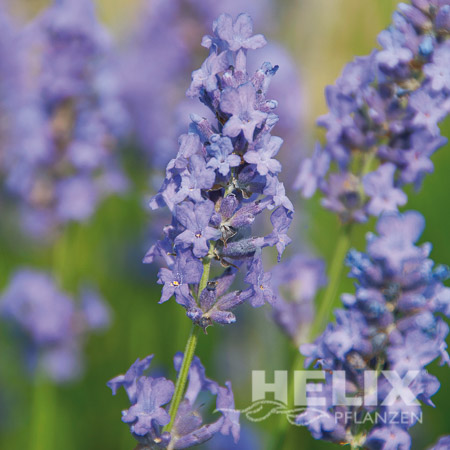 Lavandula angustifolia blau Lavendel blau