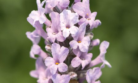 Lavandula angustifolia rosa Lavendel rosa
