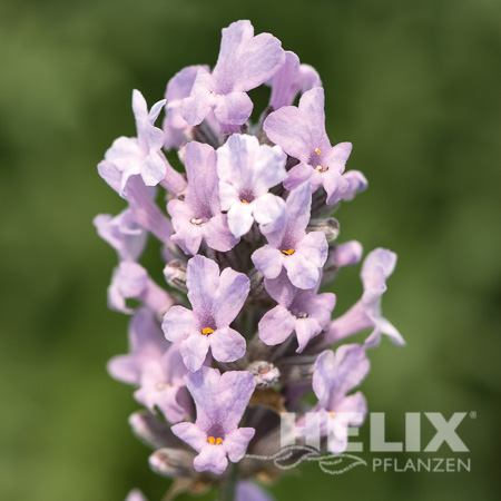 Lavandula angustifolia rosa Lavendel rosa