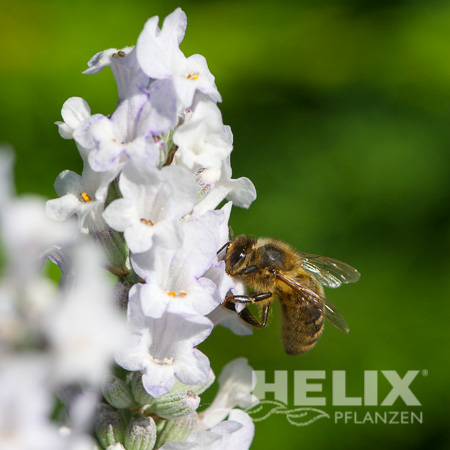 Lavandula angustifolia weiß Lavendel (Beitragsbild)