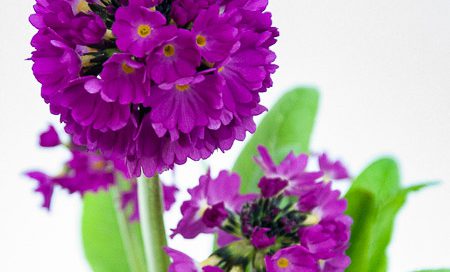 Primula denticulata - Kugelprimel (Beitragsbild)