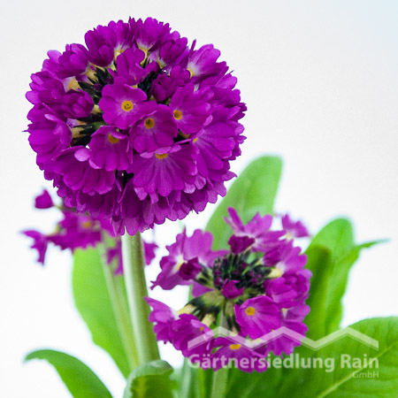 Primula denticulata - Kugelprimel (Beitragsbild)