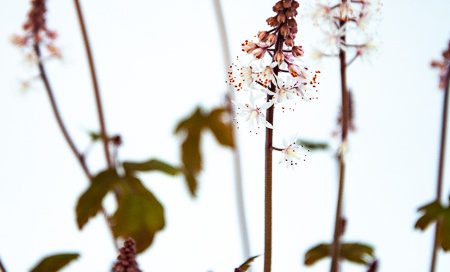 Tiarella Cultivars - Schaumblüte, Bischofskappe (Beitragsbild)