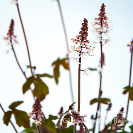 Tiarella Cultivars - Schaumblüte, Bischofskappe (Beitragsbild)