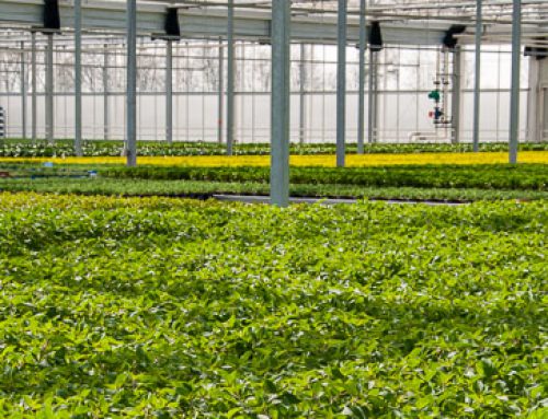 Gärtnermeister (m/w/d) oder Techniker (m/w/d) – Hartmann Gartenbau
