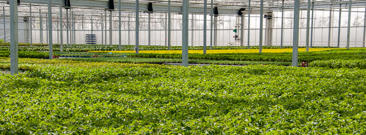 Beitagsbild Betriebsansicht Hartmann Gartenbau GmbH & Co KG