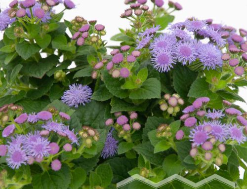 Ageratum houstonianum Leberbalsam