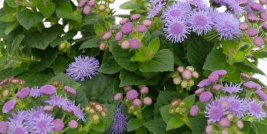 Ageratum houstonianum Leberbalsam Beitragsbild