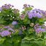 Ageratum houstonianum Leberbalsam Beitragsbild